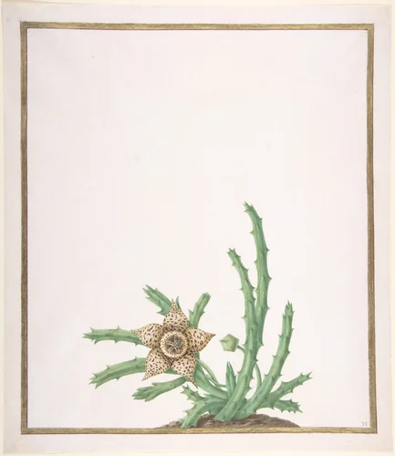 A Stapelia Variegata by Nicolas Robert, drawing, 1625-1685