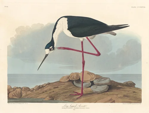 Long-legged Avocet by Robert Havell, Jr.; John James Audubon, print, 1836