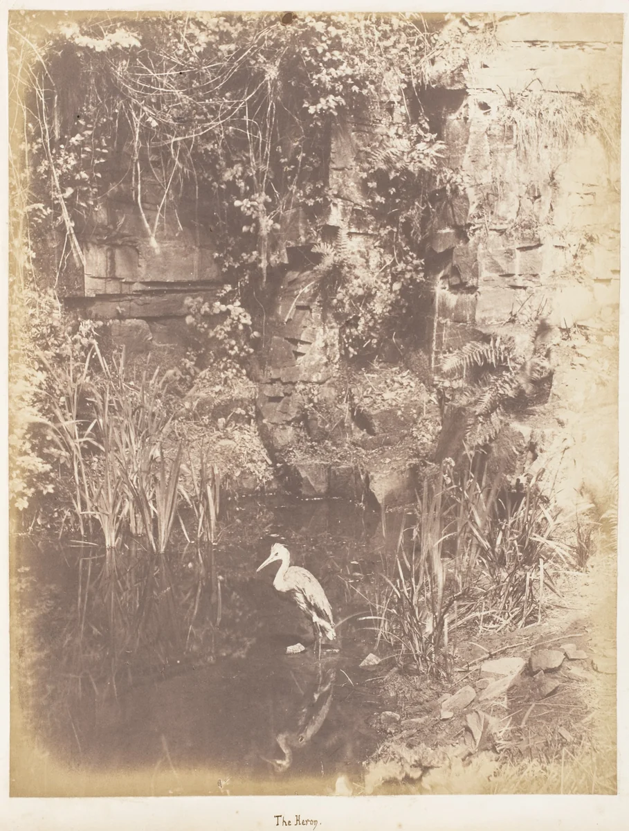 The Heron by John Dillwyn Llewelyn, photograph, 1853-1856