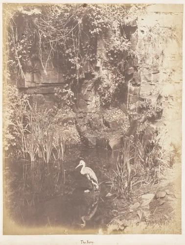 The Heron by John Dillwyn Llewelyn, photograph, 1853-1856