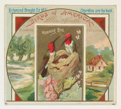 Hummingbird, from the Birds of America series (N37) for Allen & Ginter Cigarettes by Allen & Ginter, print, 1888