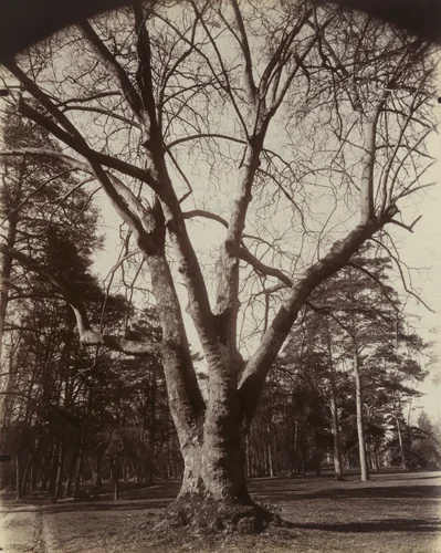 Platane (Trianon) by Eugène Atget, photograph, 1910