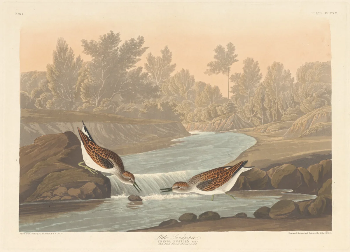 Little Sandpiper by Robert Havell, Jr.; John James Audubon, print, 1836