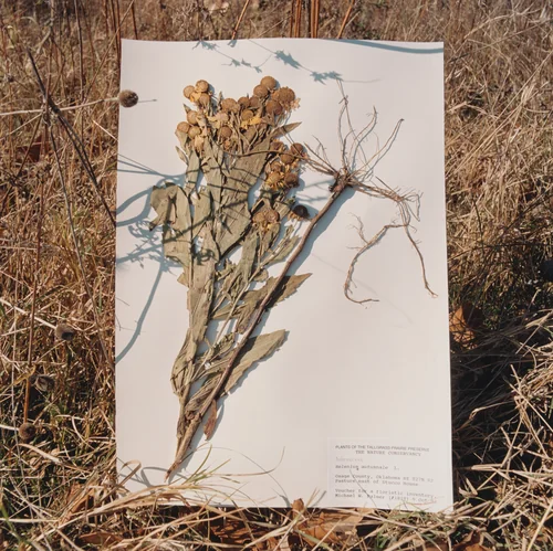 Helenium autumnale, Sneezeweed by Terry Evans, photograph, 1999