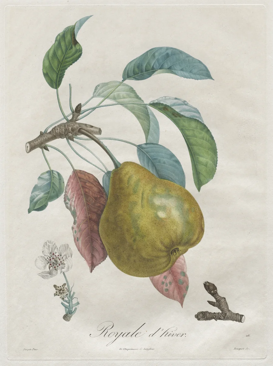 Traité des arbres fruitiers: Royal d'hiver by Henri Louis Duhamel du Monceau, print, 1808-1835