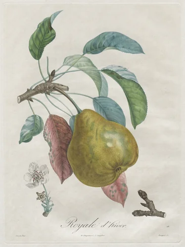 Traité des arbres fruitiers: Royal d'hiver by Henri Louis Duhamel du Monceau, print, 1808-1835