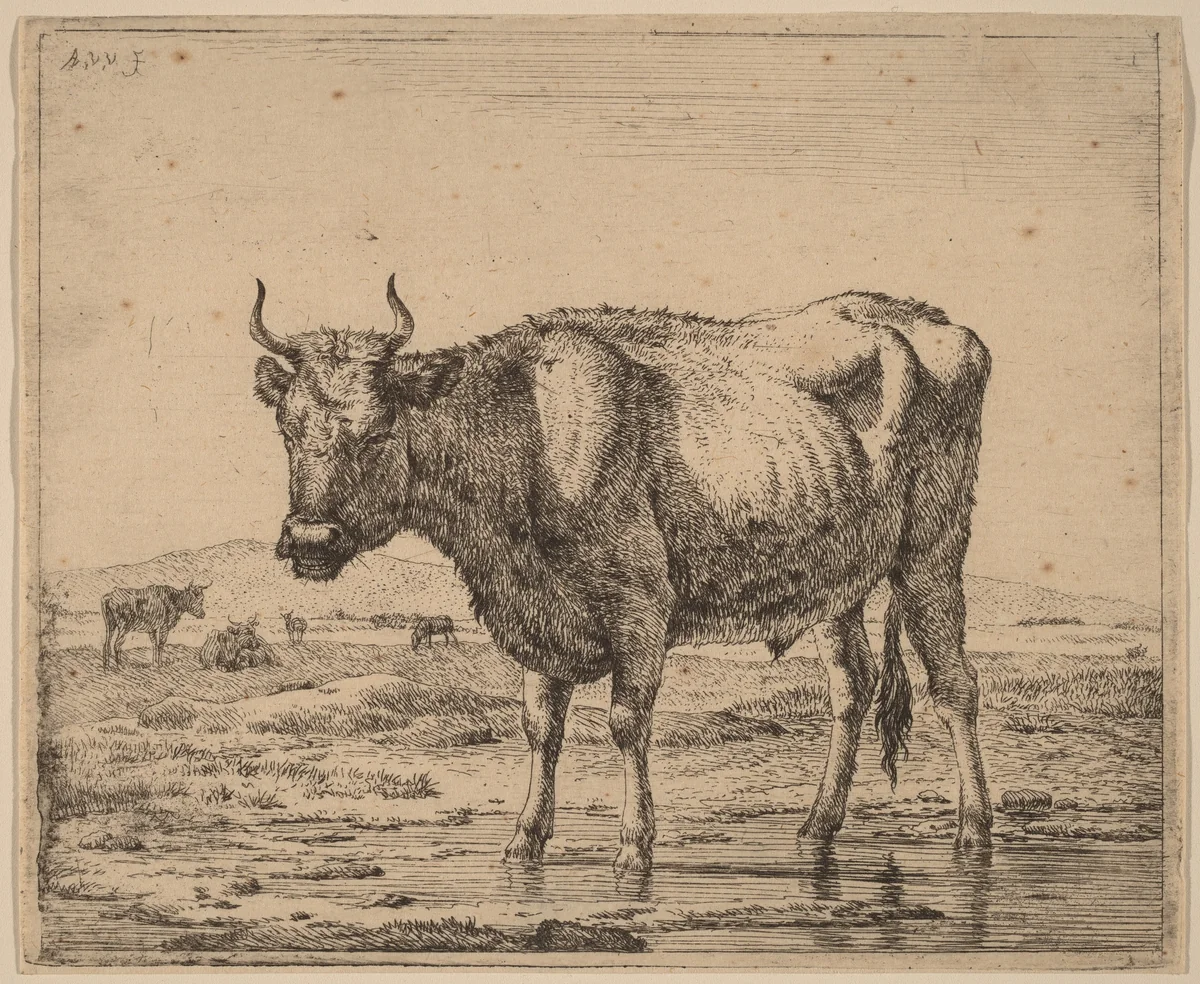 Bull Standing in Water by Adriaen van de Velde, print, 1657-1659