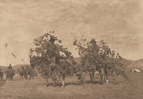 Boughs for the Alter, Cheyenne by Edward Curtis, photograph, 1911