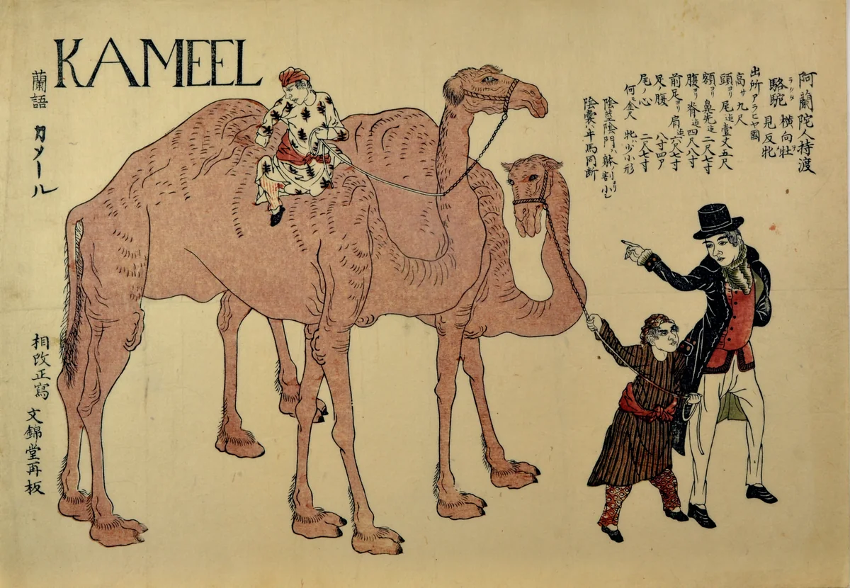 Camels with Dutch Handlers by Unidentified Artist, print, 1811-1831