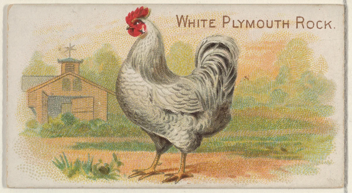White Plymouth Rock, from the Prize and Game Chickens series (N20) for Allen & Ginter Cigarettes by Allen & Ginter, print, 1891