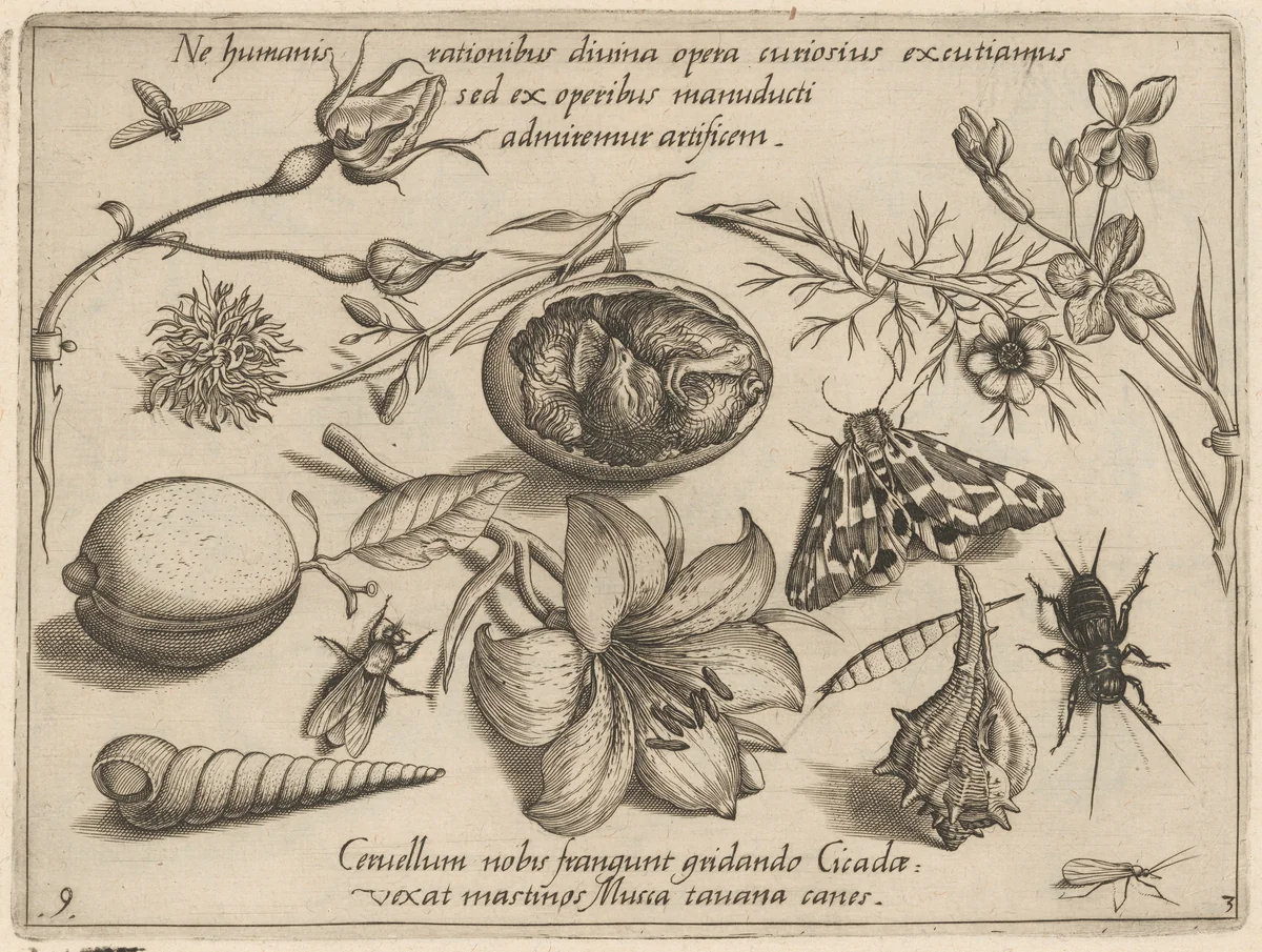 Archetypa studiaque patris Georgii Hoefnagelii [Part 3, Plate 9] by Jacob Hoefnagel; Joris Hoefnagel, print, 1592