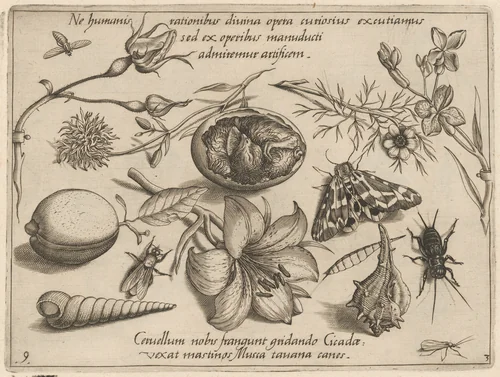 Archetypa studiaque patris Georgii Hoefnagelii [Part 3, Plate 9] by Jacob Hoefnagel; Joris Hoefnagel, print, 1592