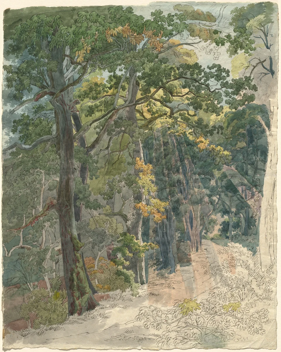 Rays of Sunlight Striking a Woodland Path by Friedrich Salathé, drawing, 1815