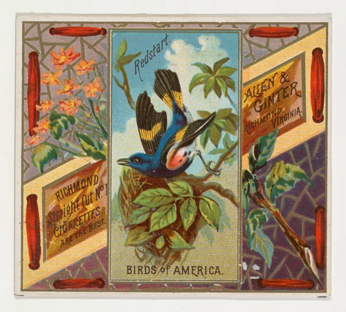 Redstart, from the Birds of America series (N37) for Allen & Ginter Cigarettes by Allen & Ginter, print, 1888