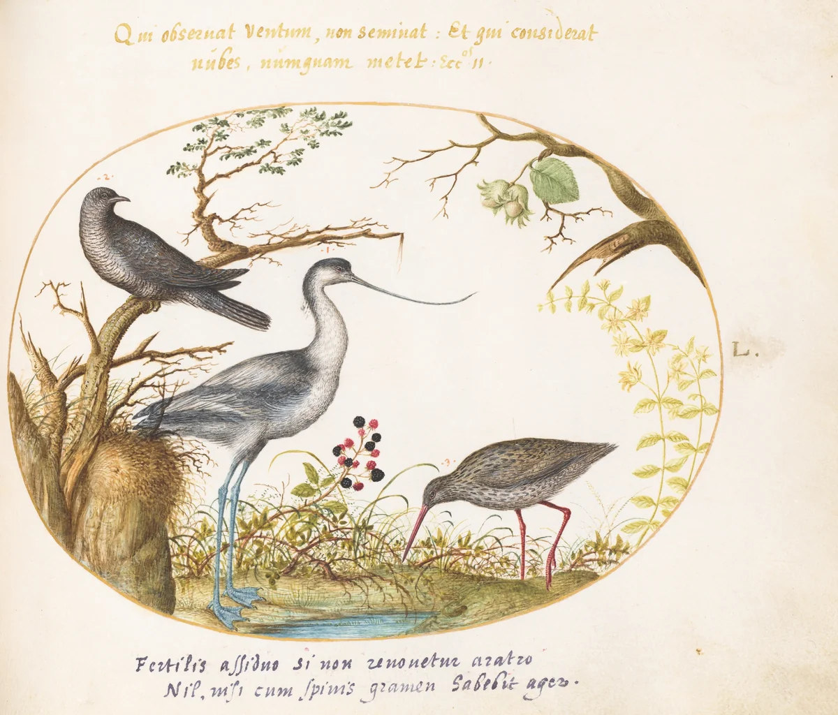 Plate 50: An Avocet with Two Other Birds by Joris Hoefnagel, drawing, 1570-1599