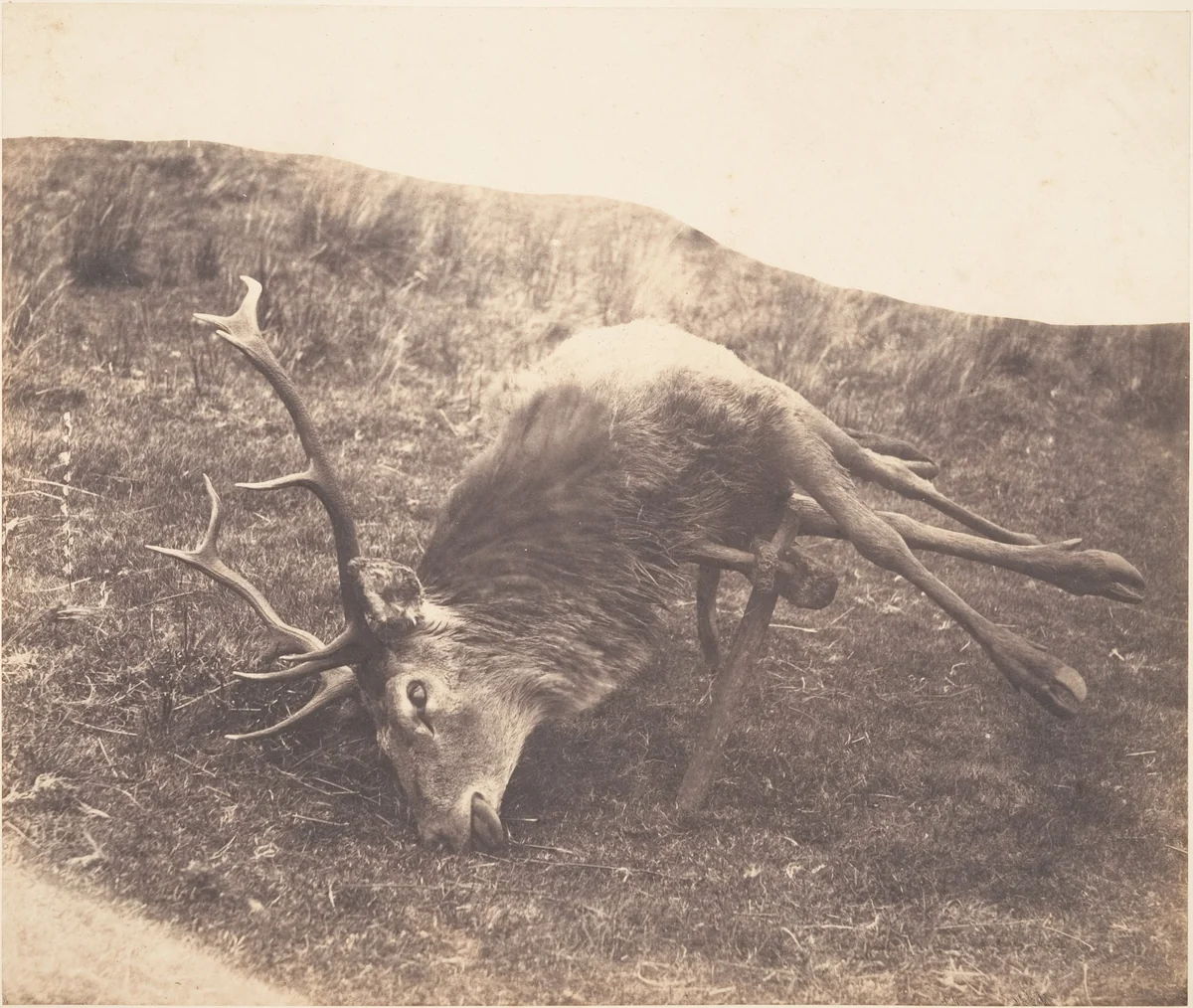 [Stag Shot by Mrs. Ross] by Horatio Ross, photograph, 1857