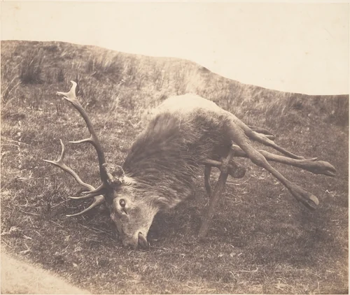[Stag Shot by Mrs. Ross] by Horatio Ross, photograph, 1857