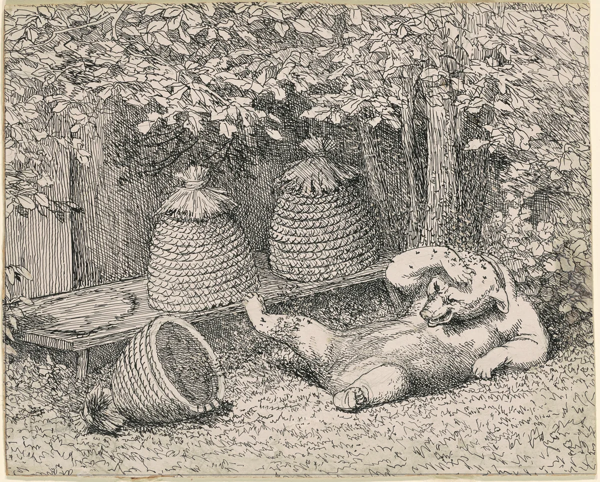 Bear Stung by Bees by William Holbrook Beard, drawing, 1865-1895