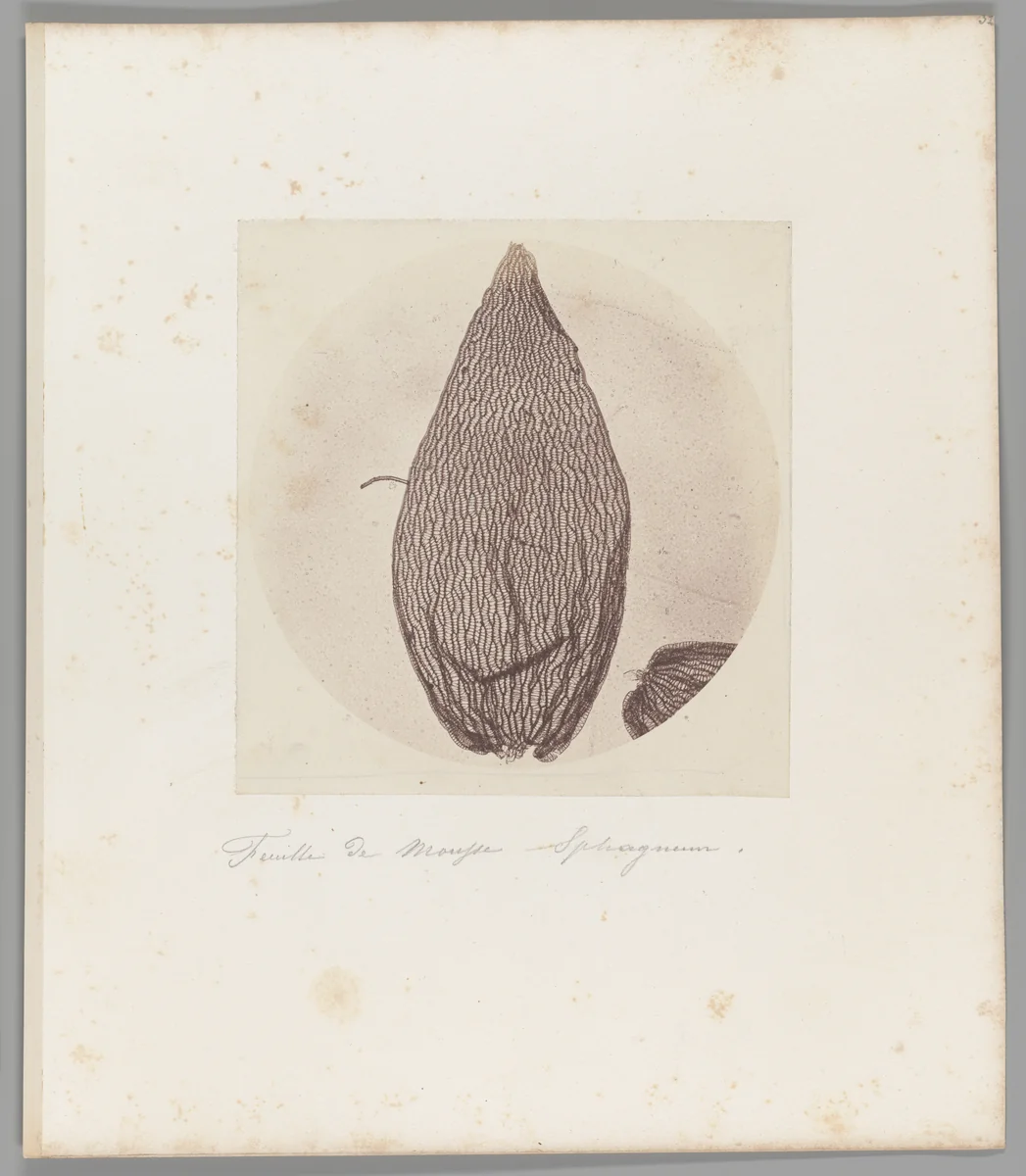 [Untitled] by Auguste-Adolphe Bertsch, photograph, 1853-1857