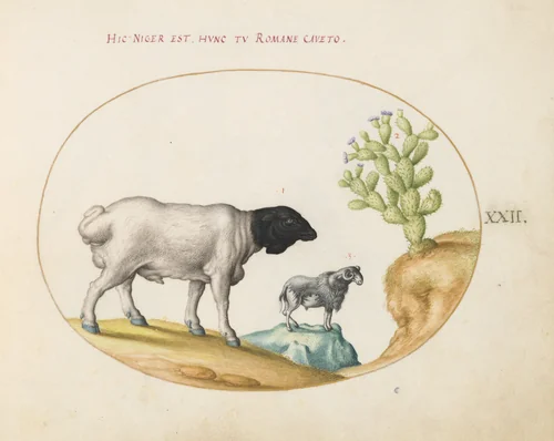 Plate 22: Blackhead Persian Sheep and a Sheep with a Long Tail, with a Cactus by Joris Hoefnagel, drawing, 1570-1599