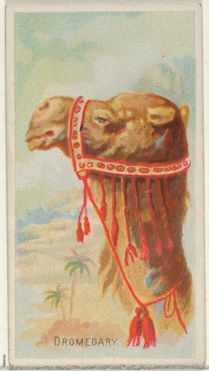 Dromedary, from the Wild Animals of the World series (N25) for Allen & Ginter Cigarettes by Allen & Ginter, print, 1888