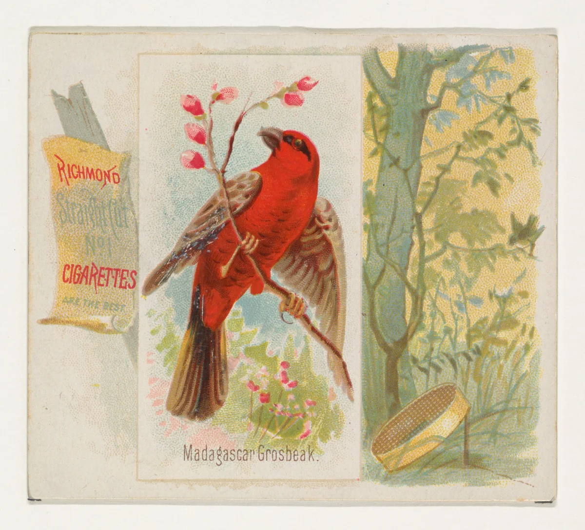 Madagascar Grosbeak, from the Song Birds of the World series (N42) for Allen & Ginter Cigarettes by Allen & Ginter, print, 1890