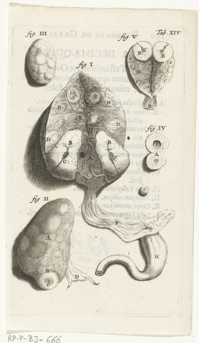 Prenten van de vrouwelijke organen by Hendrik Bary, print, 1672