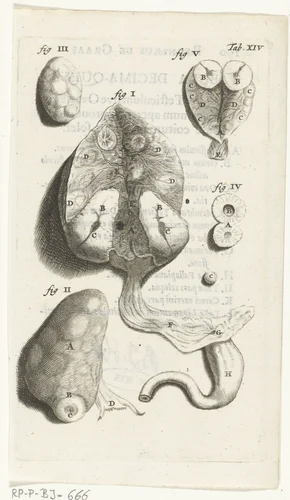 Prenten van de vrouwelijke organen by Hendrik Bary, print, 1672