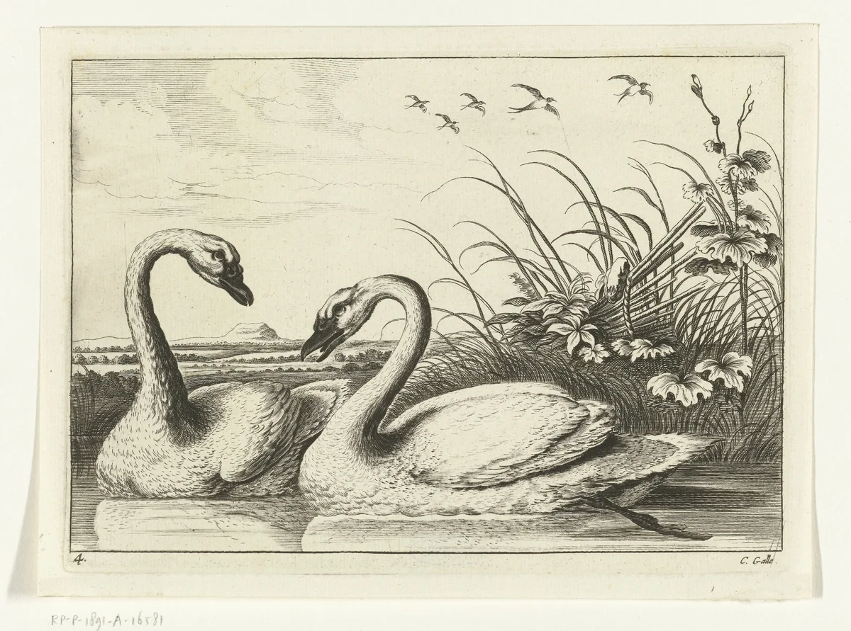 Twee zwanen by Peter van Liesebetten, print, 1654-1678