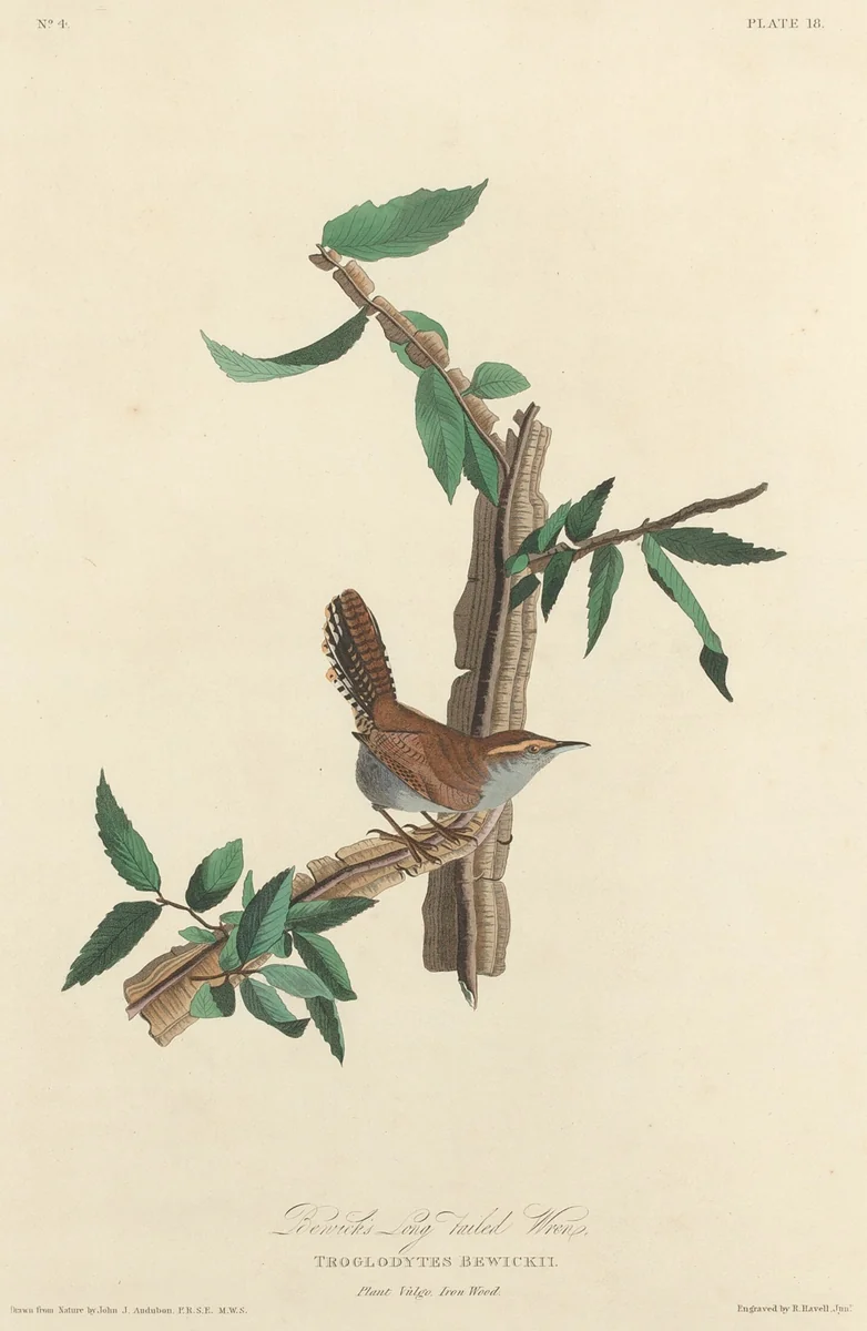 Bewick's Long-tailed Wren by Robert Havell, Jr.; John James Audubon, print, 1827