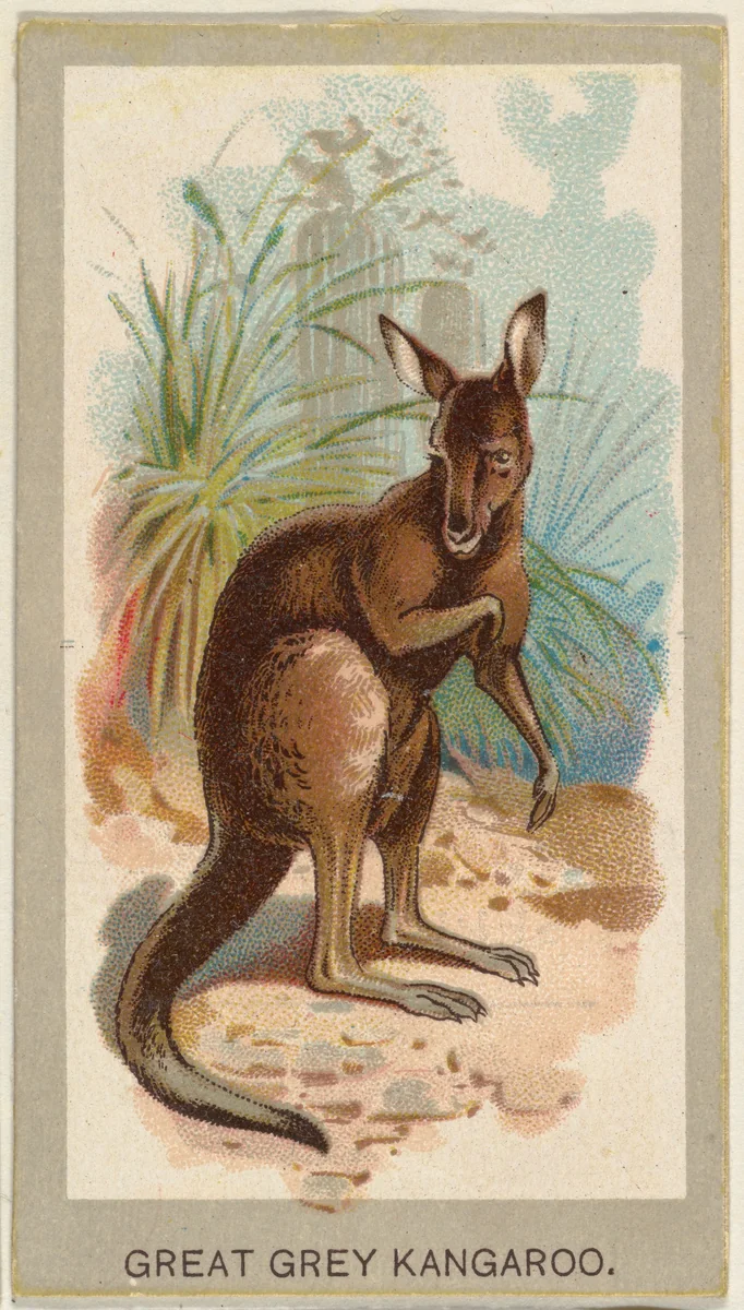 Great Grey Kangaroo, from the Animals of the World series (T180), issued by Abdul Cigarettes by Abdul Cigarettes, print, 1881