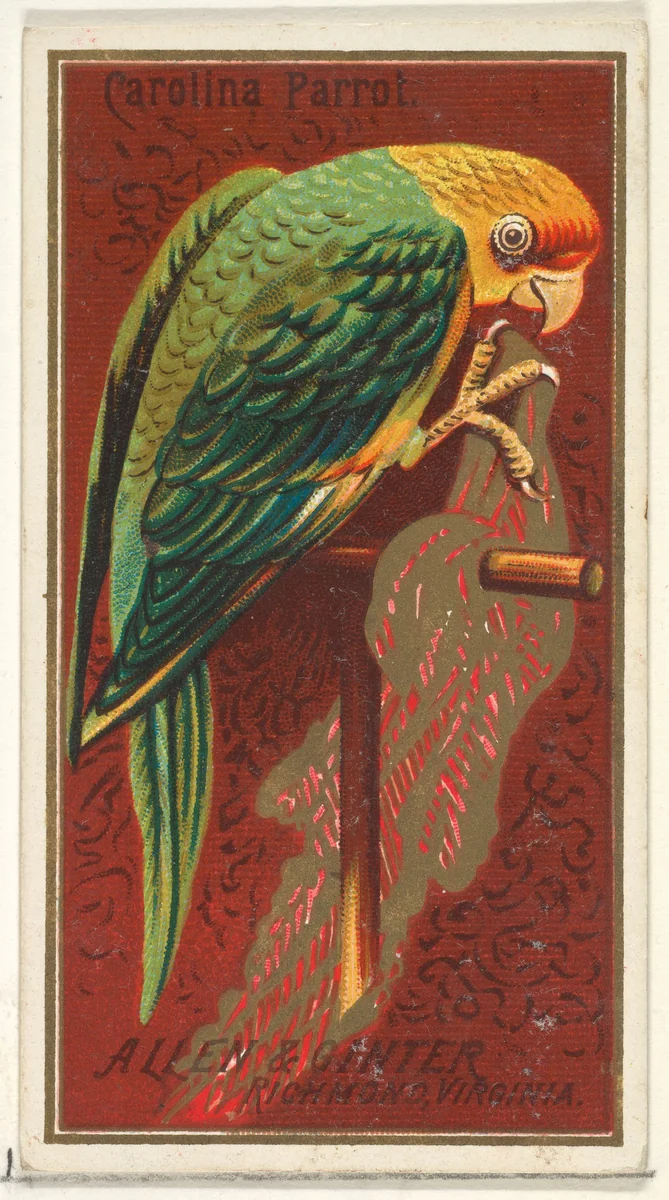 Carolina Parrot, from the Birds of America series (N4) for Allen & Ginter Cigarettes Brands by Allen & Ginter, print, 1888