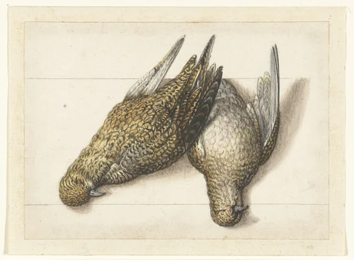 Goudplevier by anonymous, drawing, 1560-1585