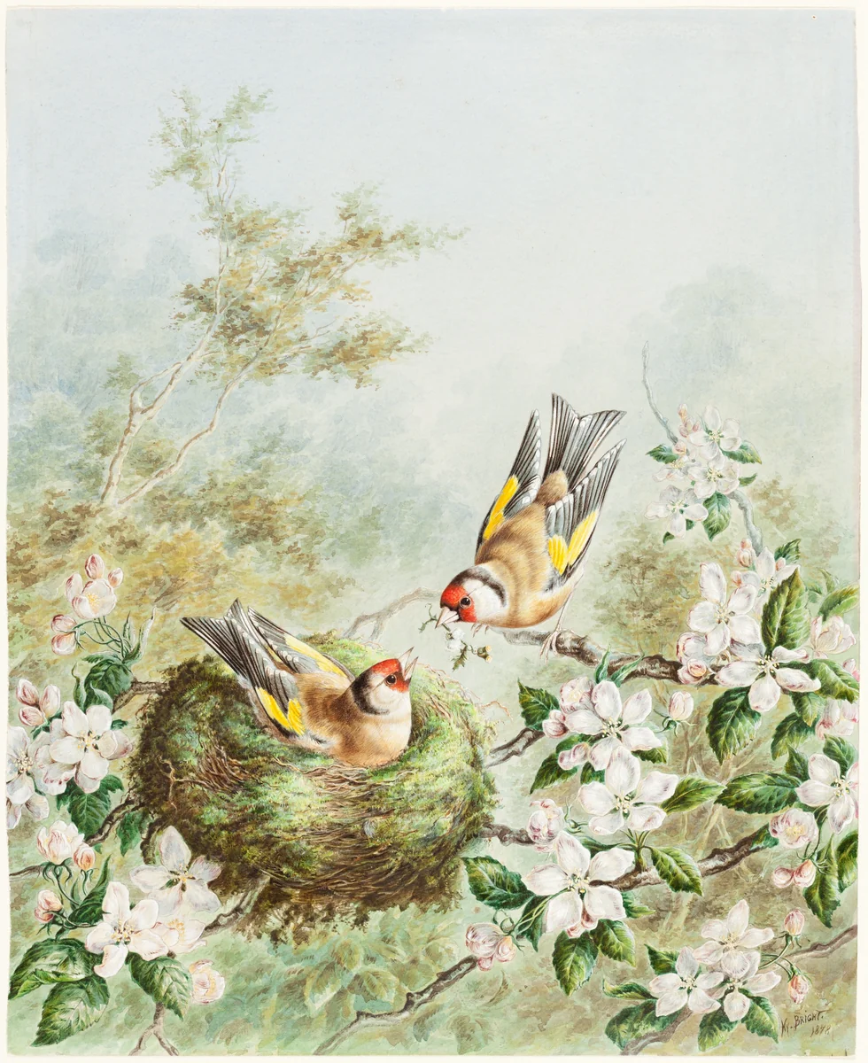 Gold Finches and Their Nest in an Apple Tree by Harry Bright, drawing, 1878