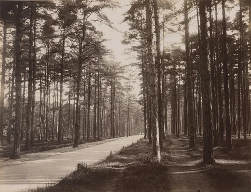 Bois de Boulogne by Eugène Atget, photograph, 1925