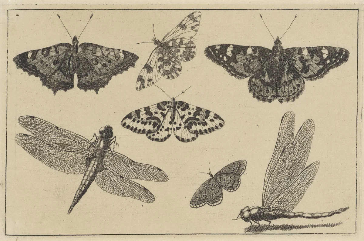 Twee libellen en vijf vlinders by Wenceslaus Hollar, print, 1644-1652