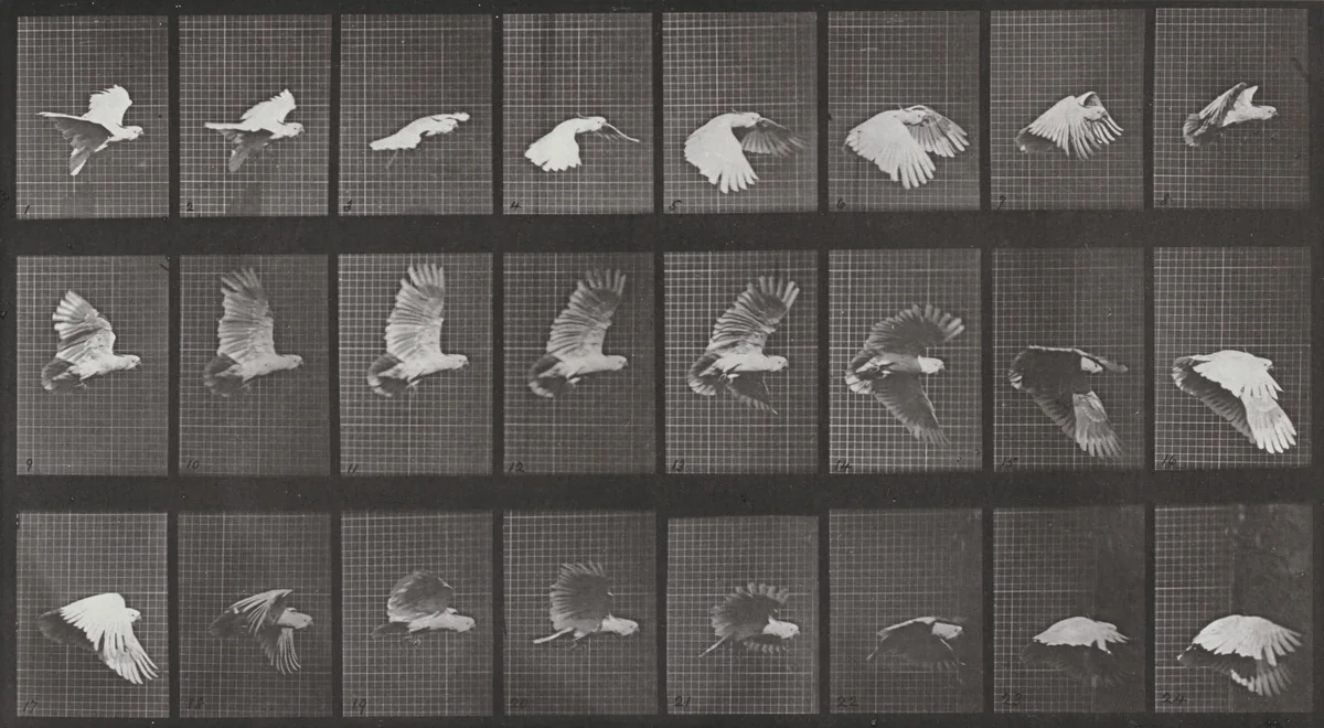Plate Number 758. Cockatoo flying by Eadweard Muybridge, photograph, 1887