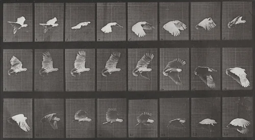 Plate Number 758. Cockatoo flying by Eadweard Muybridge, photograph, 1887
