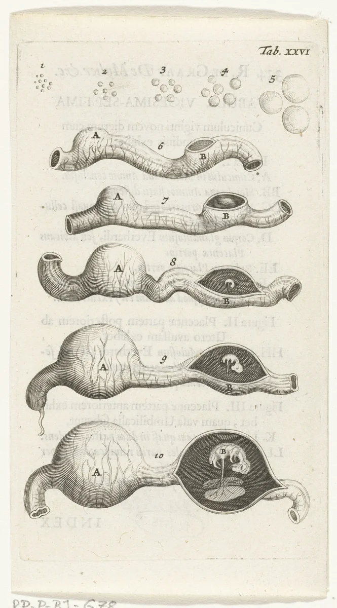 Anatomische afbeelding van groeistadia van het embryo in de baarmoeder by Hendrik Bary, print, 1672