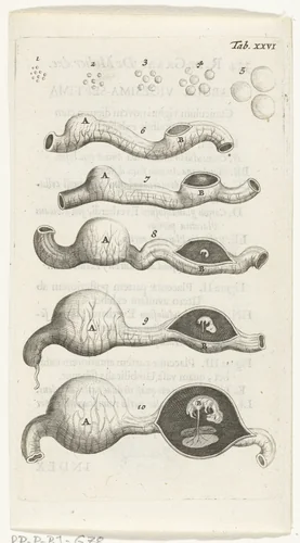 Anatomische afbeelding van groeistadia van het embryo in de baarmoeder by Hendrik Bary, print, 1672