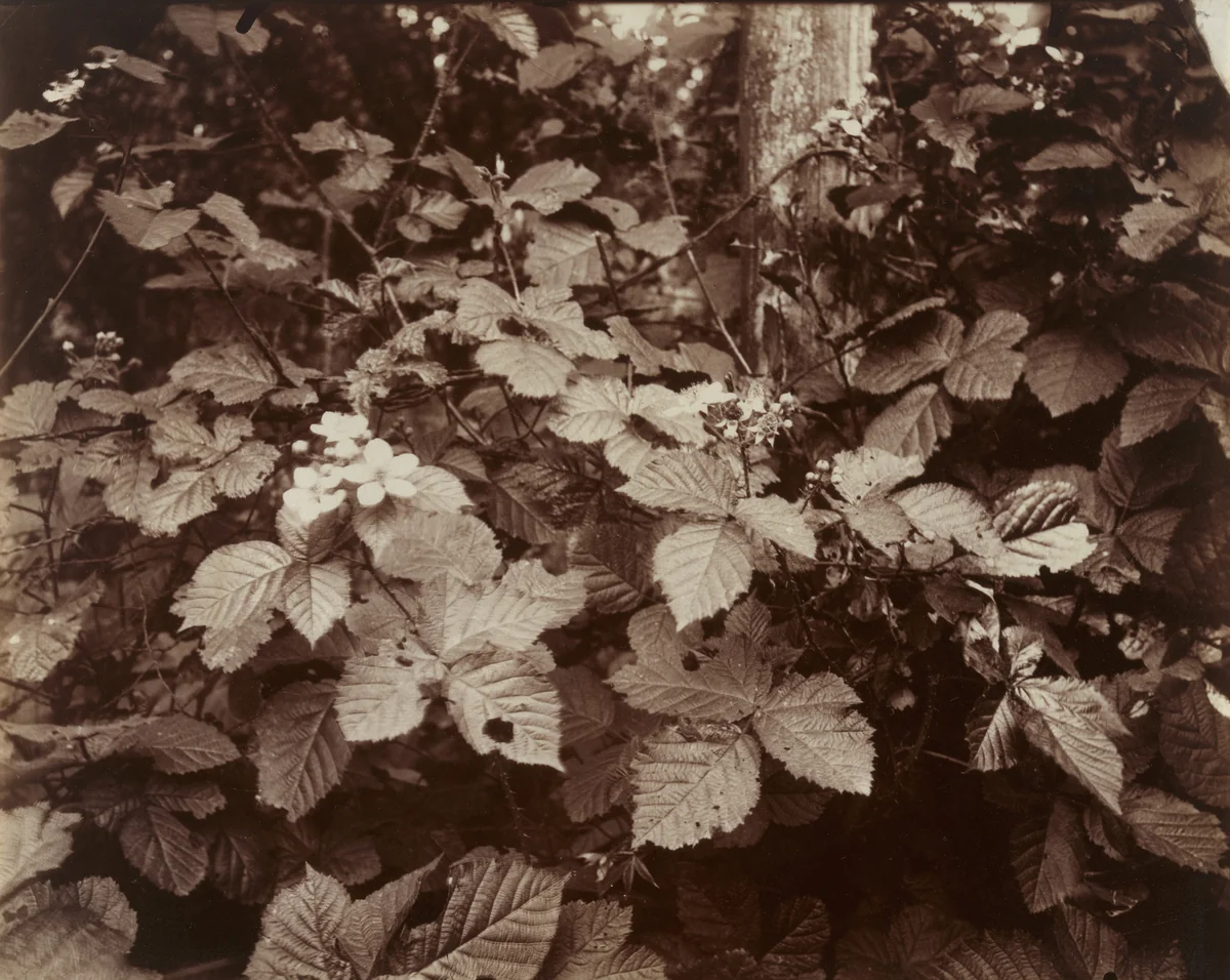 Roures by Eugène Atget, photograph, 1919