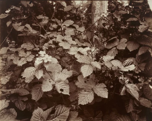 Roures by Eugène Atget, photograph, 1919