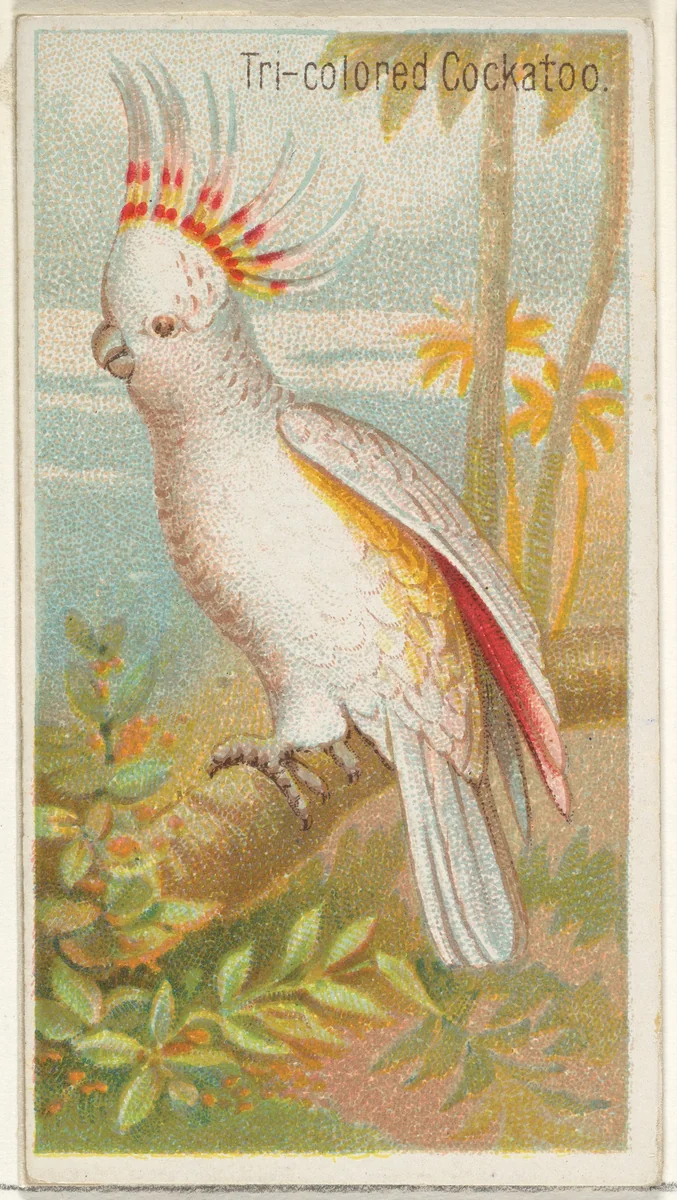 Tri-colored Cockatoo, from the Birds of the Tropics series (N5) for Allen & Ginter Cigarettes Brands by Allen & Ginter, print, 1889
