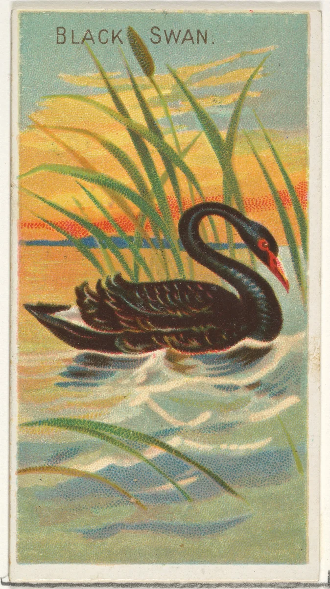 Black Swan, from the Birds of the Tropics series (N5) for Allen & Ginter Cigarettes Brands by Allen & Ginter, print, 1889