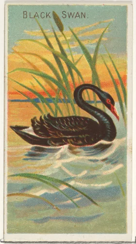Black Swan, from the Birds of the Tropics series (N5) for Allen & Ginter Cigarettes Brands by Allen & Ginter, print, 1889
