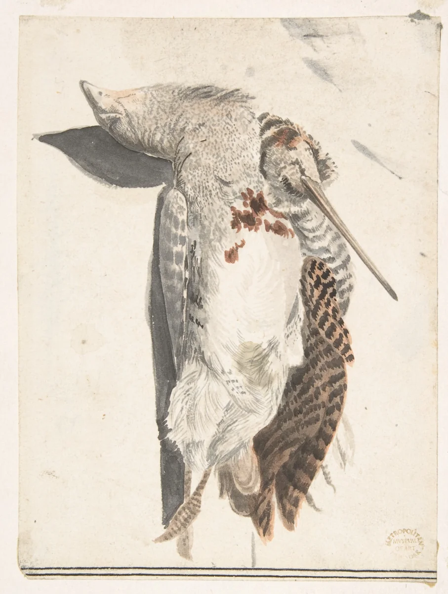 Two Dead Birds (A Quail and a Long-Beaked Bird) by Count Giorgio Durante, drawing, 1685-1755