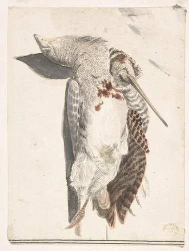 Two Dead Birds (A Quail and a Long-Beaked Bird) by Count Giorgio Durante, drawing, 1685-1755