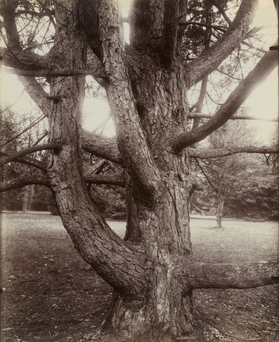 Sapin by Eugène Atget, photograph, 1910