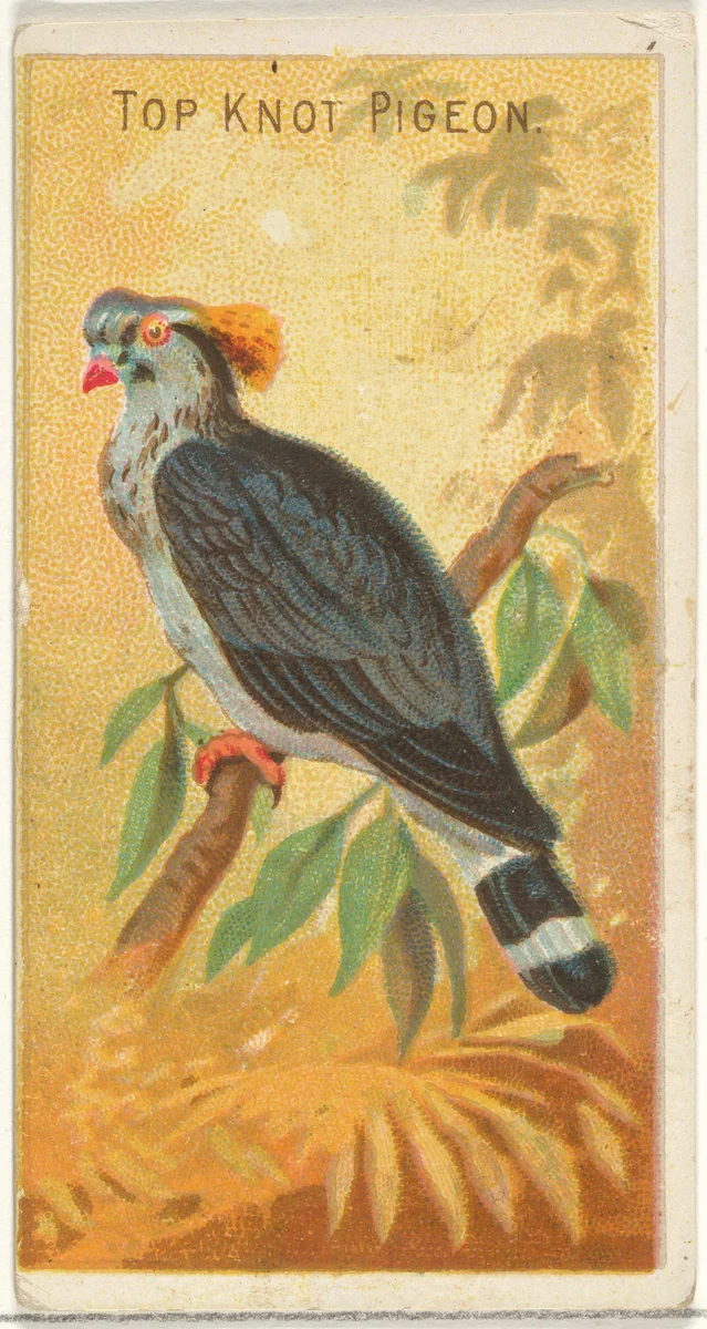 Top Knot Pigeon, from the Birds of the Tropics series (N5) for Allen & Ginter Cigarettes Brands by Allen & Ginter, print, 1889