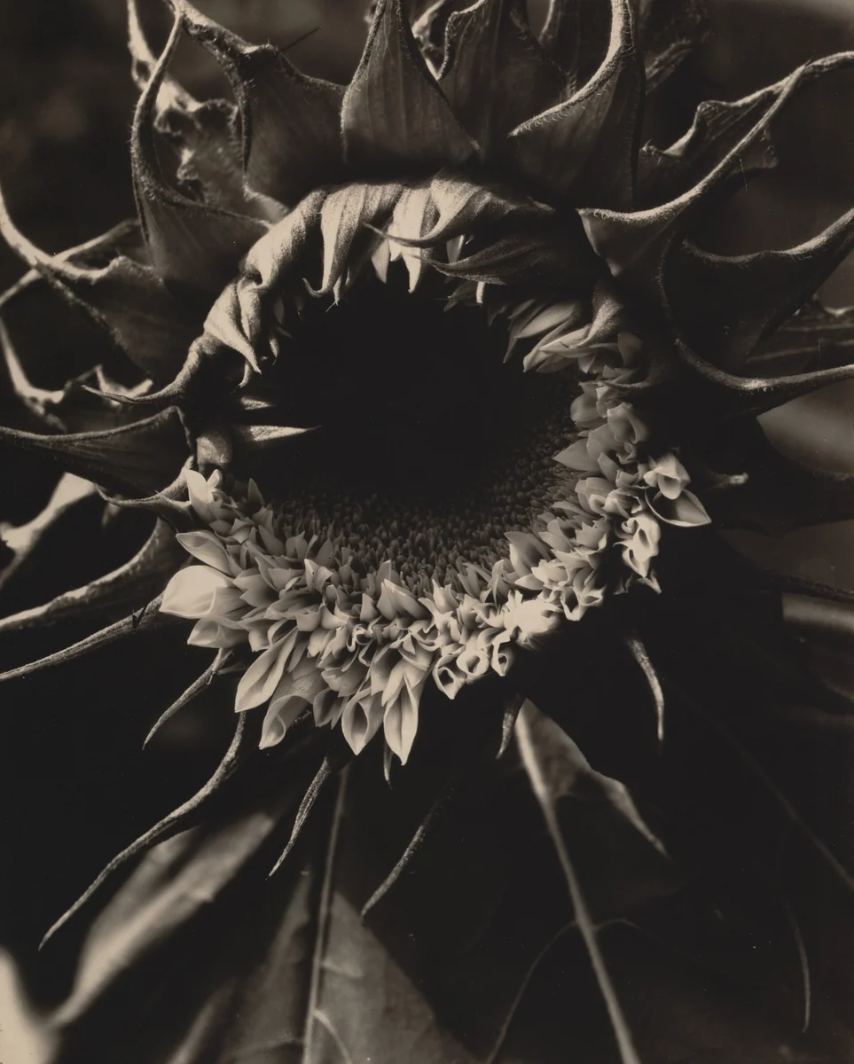 Sunflowers from Seed to Seed by Edward Steichen, photograph, 1920